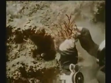 CORALLIUM RUBRUM, la fièvre rouge CORALLIUM RUBRUM, la fièvre rouge