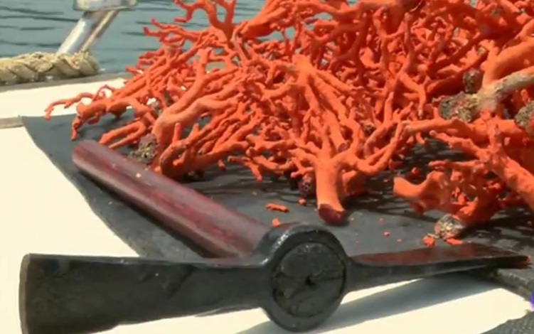 CORALLIUM RUBRUM, la fièvre rouge CORALLIUM RUBRUM, la fièvre rouge