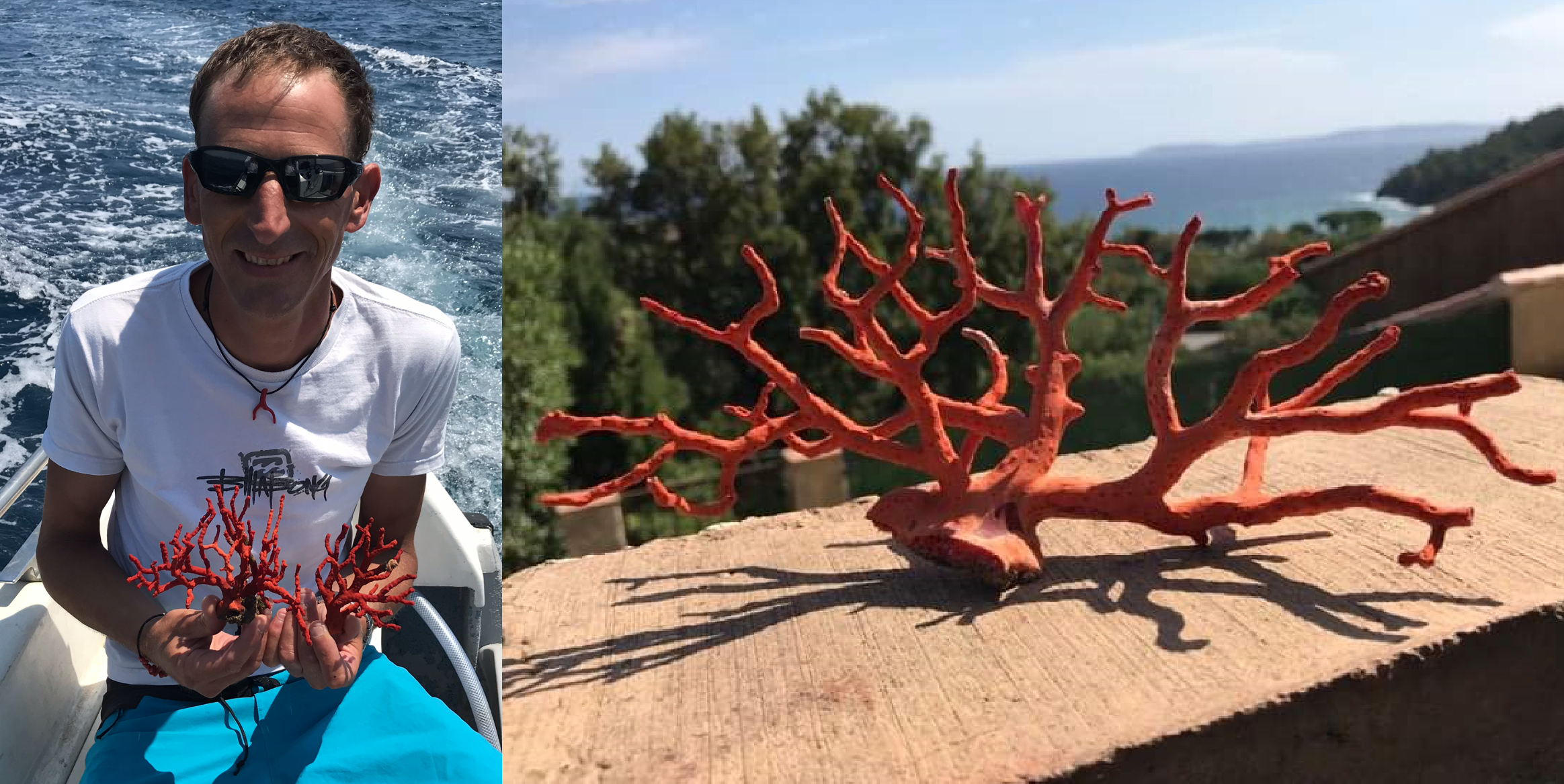 CORALLIUM RUBRUM, la fièvre rouge CORALLIUM RUBRUM, la fièvre rouge