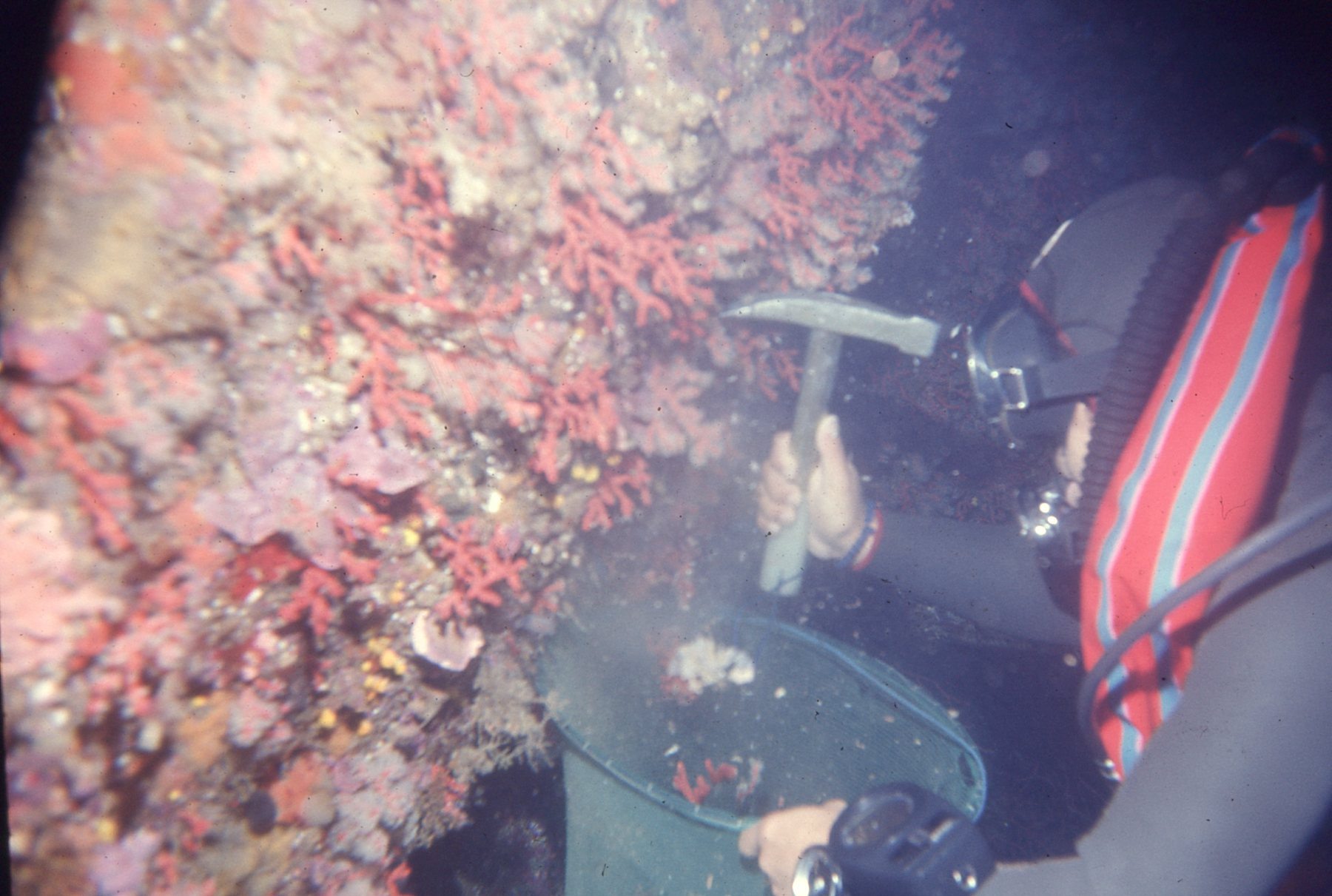 CORALLIUM RUBRUM, la fièvre rouge CORALLIUM RUBRUM, la fièvre rouge
